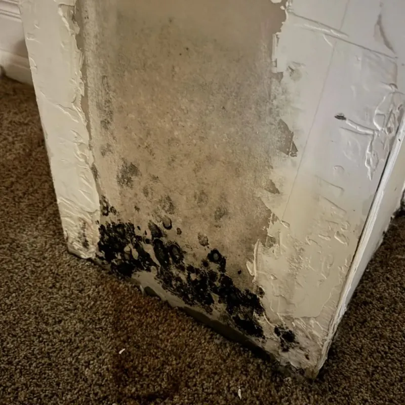 Professional Mold Removal in Los Angeles, CA